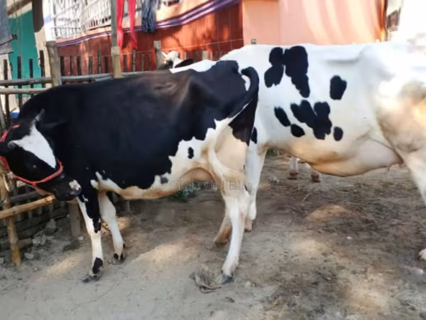 Vache, Russian Black pied cattle