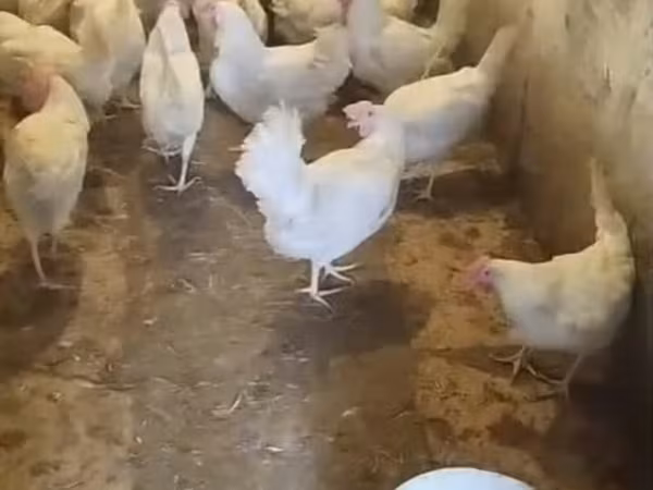 leghorn