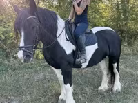 Yegua, Gypsy horse — foto 4