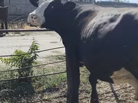 Kuh, Russian Black pied cattle — Foto 8