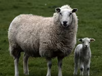 كبش, Suffolk sheep — الصورة 5