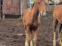 Jument, Thoroughbred horse — photo 3