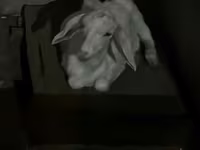 Koza, Saanen goat — zdjęcie 5