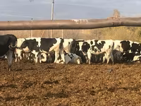 Vache, Race Holstein — photo 8