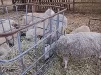 Widder, Cerry Hill sheep — Foto 1
