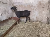 Koza, Murcia-Granada goats — zdjęcie 6