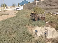 Cabro, Damask goat — foto 2