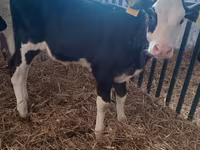 Vaca, Aberdeen-Angus — foto 2