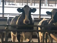 Vache, Swiss cattle — photo 4