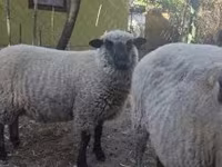 Beran, Shroshire sheep — foto 2