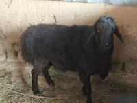 Ram, Hissar sheep — photo 2