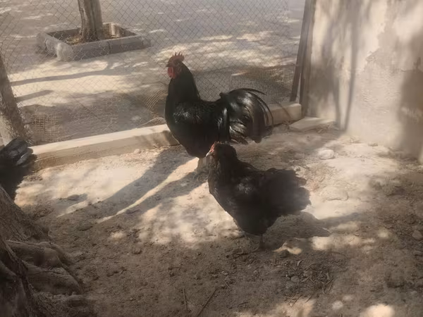 أوسترالورب