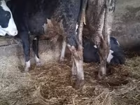 Taureau, Russian Black pied cattle — photo 4