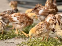 Rhode Island Red — foto 1