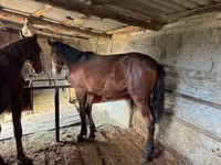 Kůň, Horse breed — foto 7