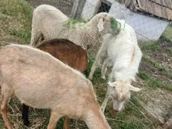 Ram, Merino sheep