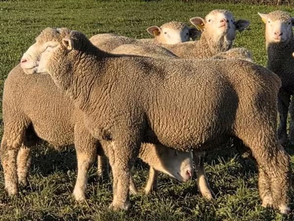 كبش, Ile-de-France sheep