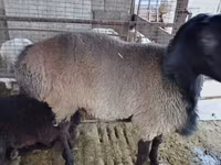 Ram, Blackheaded Persian sheep — photo 2