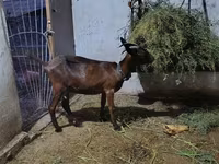 عنزة, Murcia-Granada goats — الصورة 2