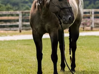 Caballo, Quarter Horse — foto 8