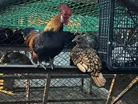 Chickens — الصورة 2