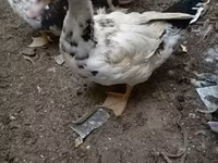 domácí kachna pižmová — foto 4