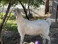 बकरी, Russian White goat — फ़ोटो 7