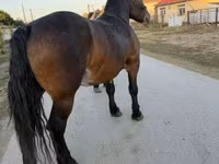 Mare, Hungarian horse breed — photo 8