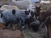 Carnero, Jacob's sheep — foto 2