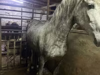 母马, Horses — 照片 2