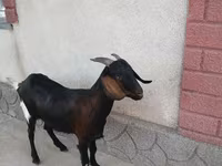 母山羊, Nubian Goat — 照片 2