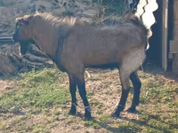 Goat, Goats — photo 1