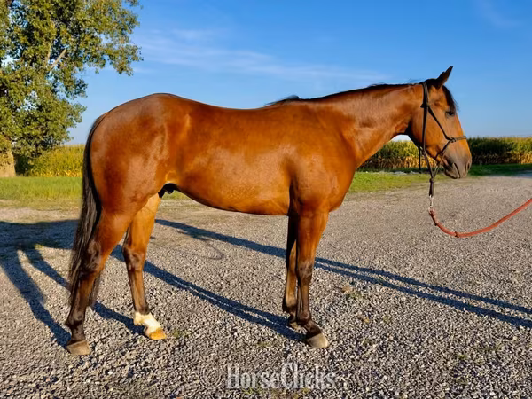 Hengst, Quarter Horse