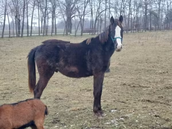 घोड़ा, Hungarian horse breed