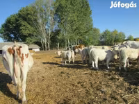 सांड, Charolais cattle — फ़ोटो 2