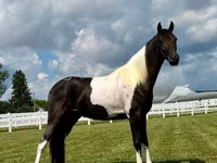 公马, Tennessee Walking Horse — 照片 3