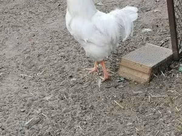Plymouth Rock
