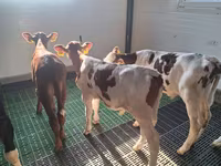 Byk, Russian Black pied cattle — zdjęcie 4