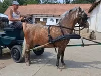 母马, Berber horse — 照片 1