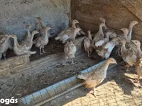 बोर्बन रेड — फ़ोटो 3