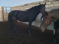 公马, Kushum Horse — 照片 6