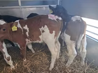 公牛, Simmental cattle — 照片 2