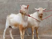 母山羊, Saanen goat — 照片 3