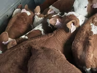 Taureau, Simmental cattle — photo 1