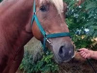 Horse (M), Noriker — photo 4