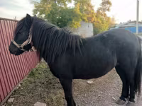 Jument, Shetland Pony — photo 2