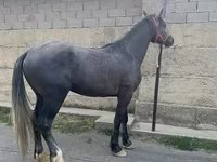Cheval, Kustanai horse — photo 2