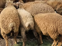 भेड़ें (लॉट, लिंग निर्दिष्ट नहीं), Karabakh sheep — फ़ोटो 2