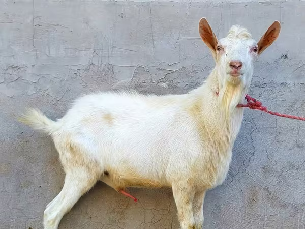 बकरा, Dutch Landrace goats