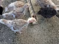 Turkeys — الصورة 2
